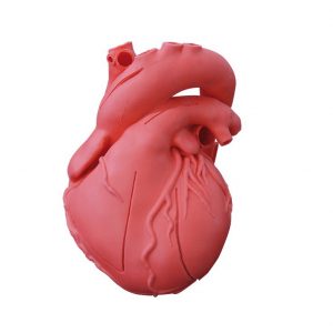 Heart Model Flexible Didactical Version MA01501