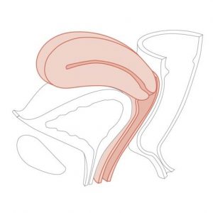 Clinical Female Pelvic Trainer Mk 3 CFPT Standard - Image 3