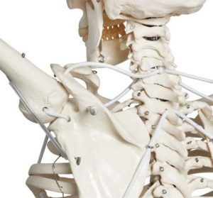 Functional Physiological Skeleton Model Hanging Stand - Image 2
