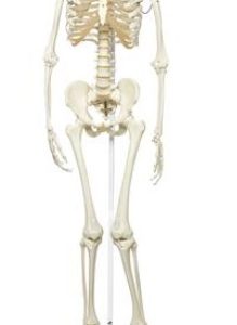 Functional Physiological Skeleton Model