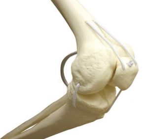 Functional Physiological Skeleton Model Hanging Stand - Image 3