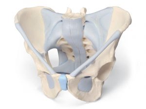Male Pelvis With Ligaments
