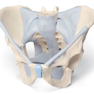 Male Pelvis With Ligaments