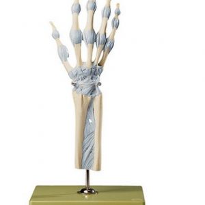 Joints of Hand and Fingers with Ligaments
