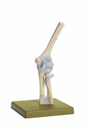 Elbow joint with ligaments with stand