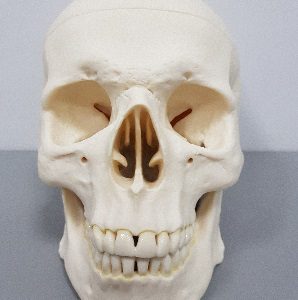 Detailed Skull Model