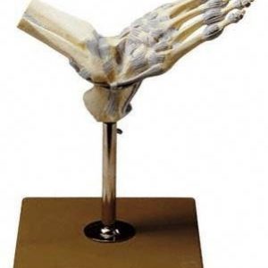Model of foot with ligaments