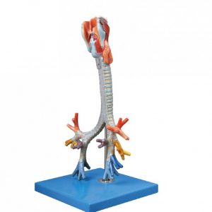 Larynx Model With Trachea And Bronchial Tree