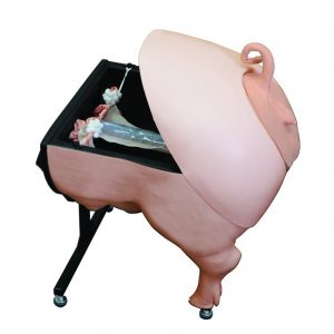 Pig Artificial Insemination Simulator Swine Breeder