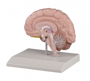 Right Cerebral Hemisphere