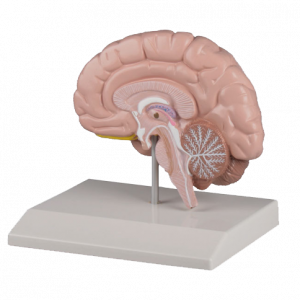 Right Cerebral Hemisphere