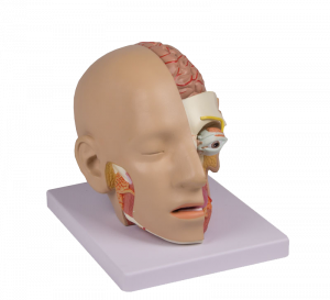 Head Model - Image 2