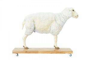 https://www.open-medis.com/pokaz-produkt,2301,sheep-model-12-parts-23-life-size