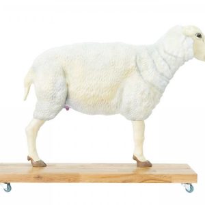 https://www.open-medis.com/pokaz-produkt,2301,sheep-model-12-parts-23-life-size