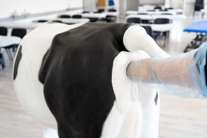 Emma Cow  Advanced Simulator for Artificial Insemination - Image 8