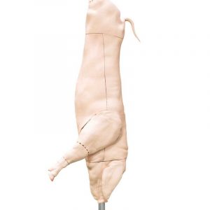 Pork Pig Carcass Model Natuaral Size
