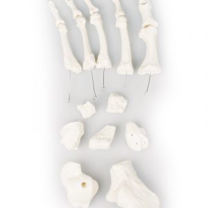 Foot Bones Unassembled