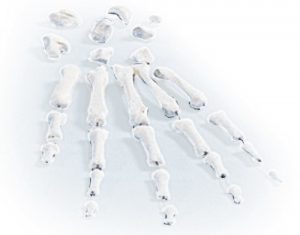 Hand Bone Set