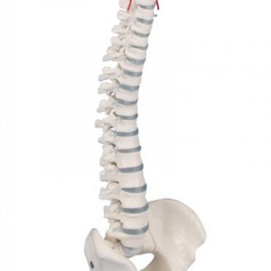 Spine Model Miniature