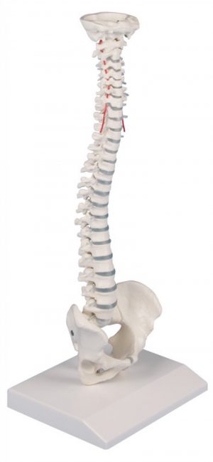 Spine Model Miniature