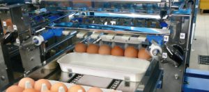 Egg Grading machine : CANOPUS Series