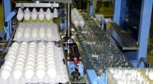 Egg Packing Machine CEP1000
