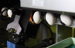 Egg Grading machine : MEX3000