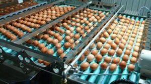 Egg Grading machine : ORACION6000