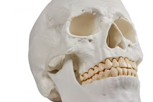 Skull Model 3 Parts - Image 2