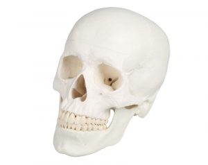 Skull Model 3 Parts