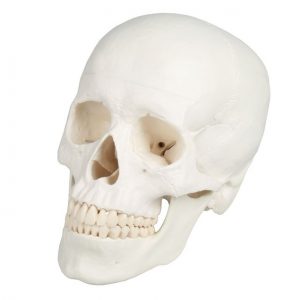Skull Model 3 Parts
