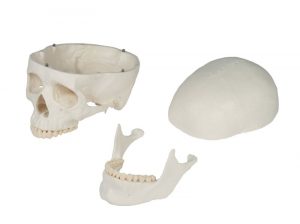 Skull Model 3 Parts - Image 4