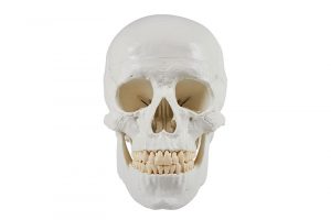 Skull Model 3 Parts - Image 5