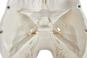 Skull Model 3 Parts - Image 7