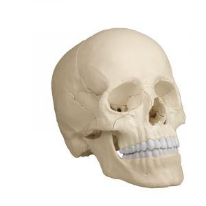 Osteopathic Skull Model 22 Part Anatomical Version