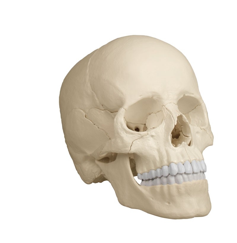 Osteopathic Skull Model 22 Part Anatomical Version