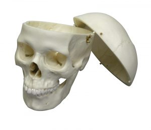 Adult Skull Female