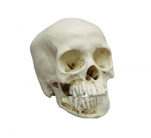 Child skull 12 year Old