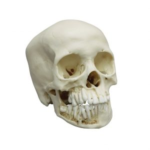 Child skull 12 year Old