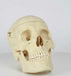 Adult Skull Male
