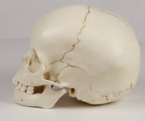 Child Skull 4 year Old - Image 2
