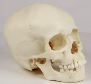 Child Skull 9 Year Old - Image 2