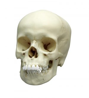 Child Skull 9 Year Old - Image 3