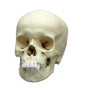 Child Skull 9 Year Old