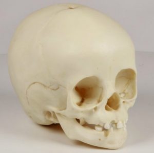 Child Skull 14 Months Old - Image 2