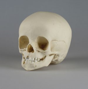 Child Skull 14 Months Old - Image 4