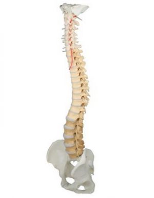 Vertebral Column With Pelvis Didactical Coloured MA00473