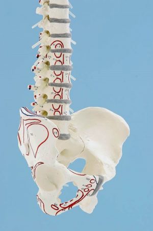 Vertebral Column With Pelvis Muscle Markings And Stand - Image 3