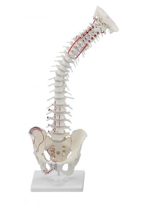 Vertebral Column With Pelvis Muscle Markings And Stand