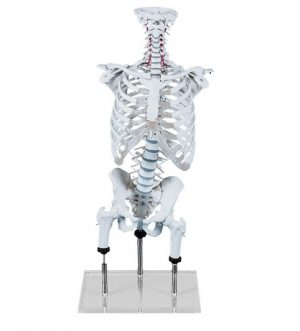 Vertebral Column For Demonstration Of Malpositions